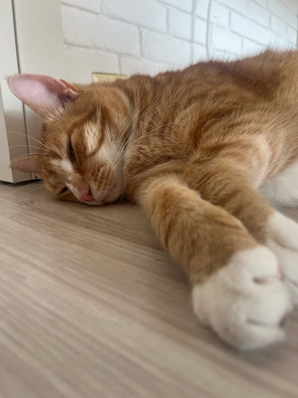 Orange tabby cat spends an afternoon napping and lounging in Zabrze