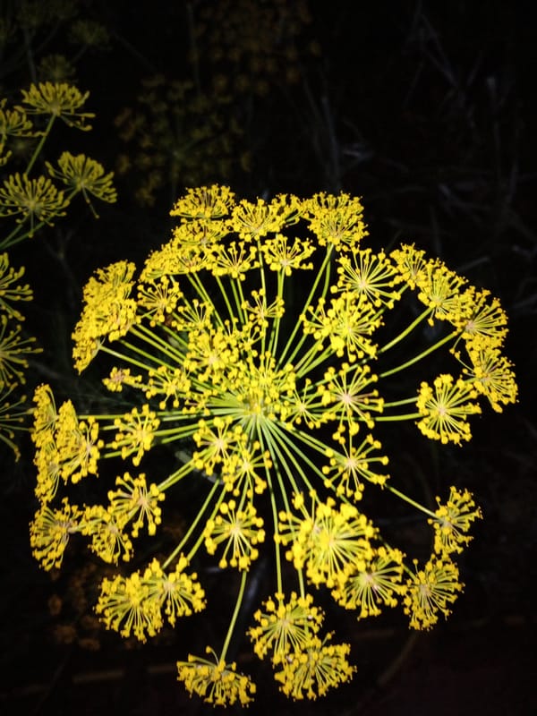 Wildflowers up close on a summer evening in Moldova