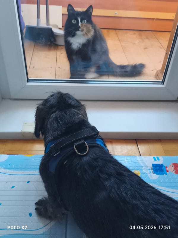 Dachshund watches cat through glass door from indoor mat