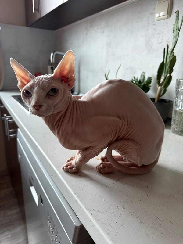 Sphynx cat photographed in two poses during Sofia morning