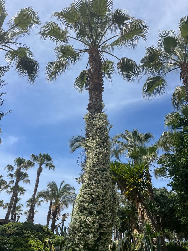 Palm trees with flowering vines observed in Alanya, Turkey