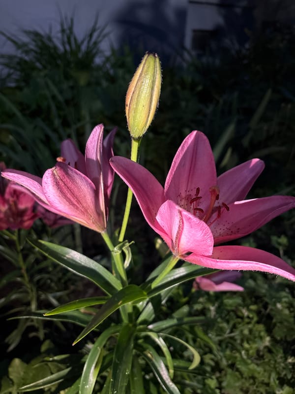 Evening flower photography across Vitebsk gardens and rooftops