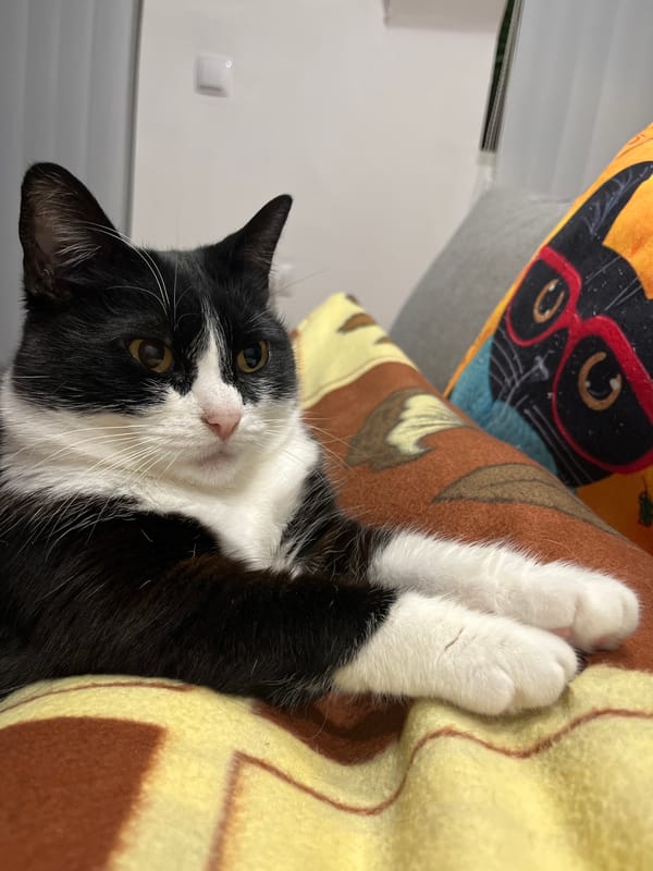 Domestic cats and snack time documented in Varna home
