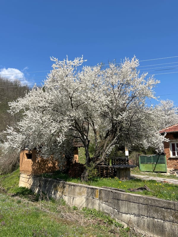 Spring blooms and mountain views captured in village setting