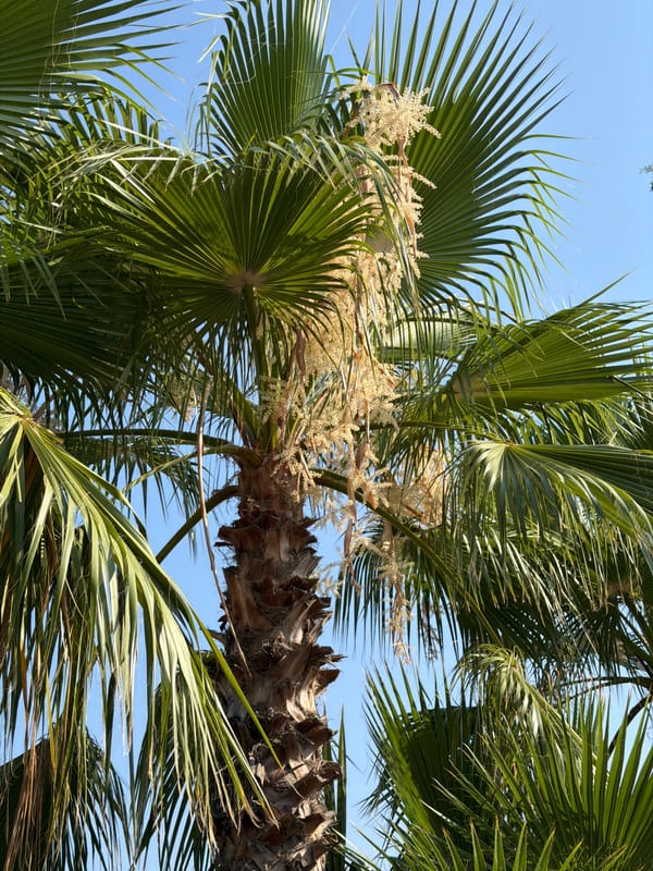 Kemer streetside greenery: palms, trumpet vines, and cypress trees