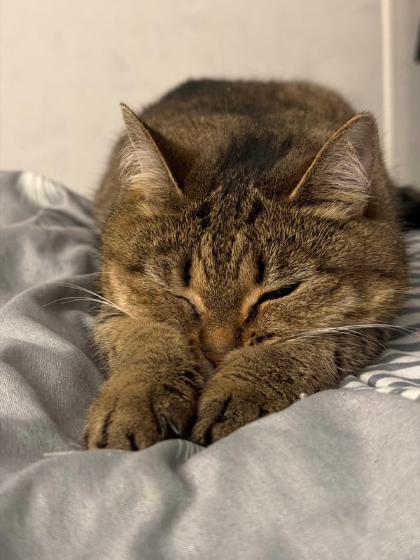 Tabby cat photographed sleeping in Chaikovsky, Russia home