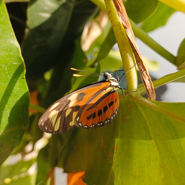 Butterfly and blooming bougainvillea observed in Tinaquillo gardens
