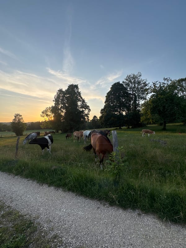 Horses and a cow graze at sunset near Le Fuet, Switzerland