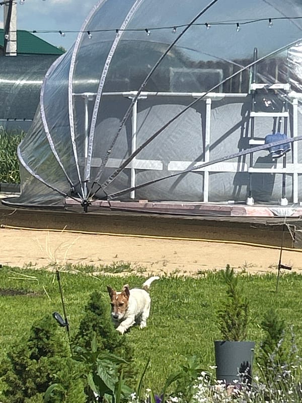 Jack Russell terrier plays freely in a Mar'ino backyard