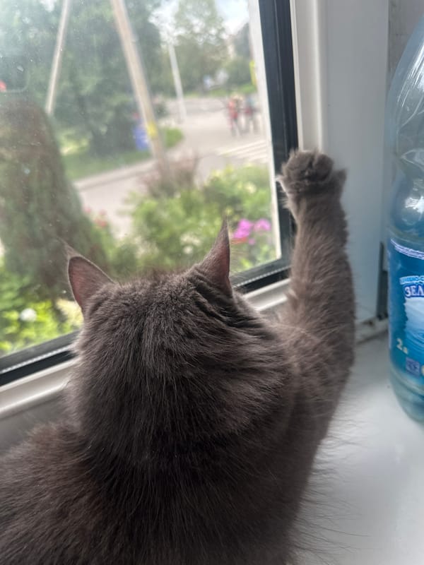Cats, dogs, and flowers in and around a home