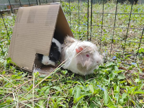 Guinea pigs documented in residential setting in Curitiba, Brazil