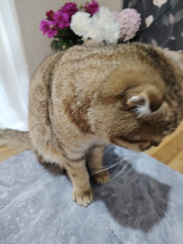 Chill afternoon with a Scottish Fold cat in Hrodna