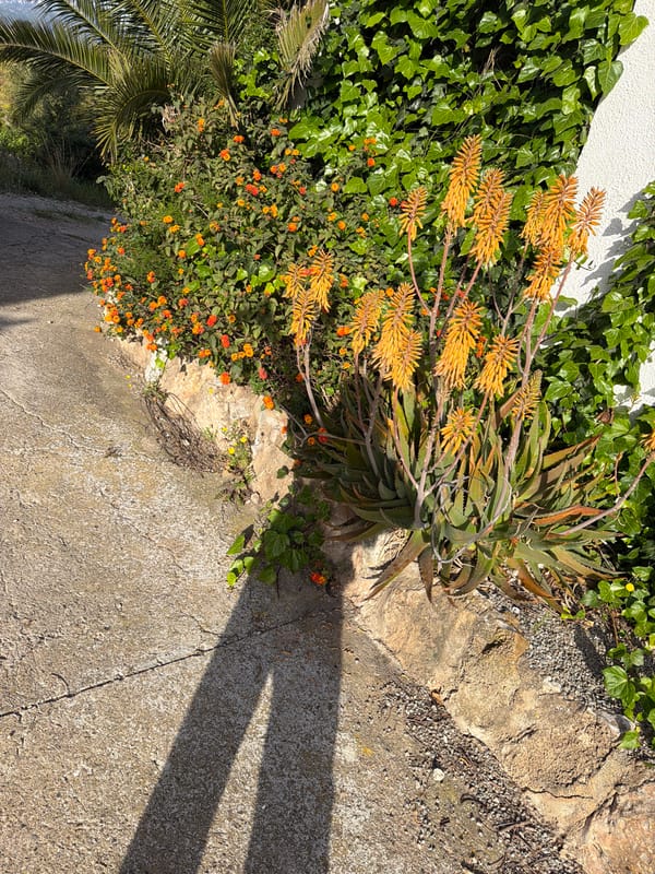 Morning garden blooms captured in Mont-roig del Camp