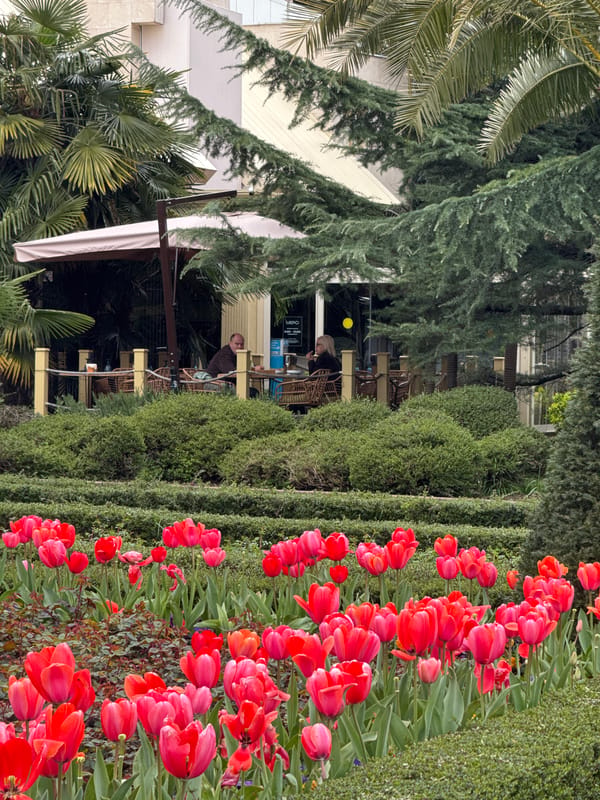 Spring tulips bloom in Sochi cafe district