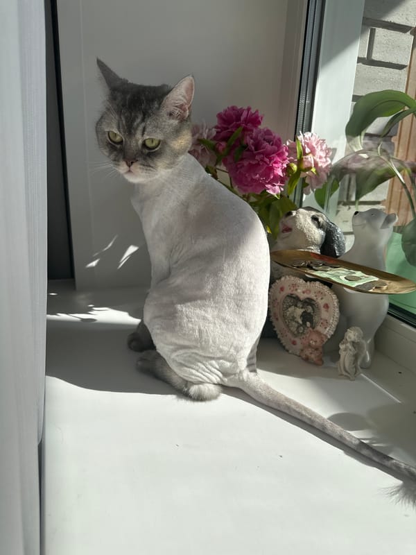 Cats at home in Abakan, June morning