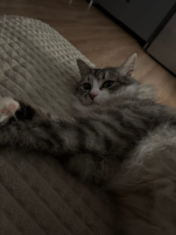 Quiet afternoon with cat documented in Russian village