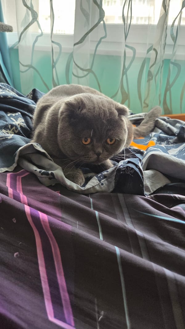 Grey cats nap and hide under blankets on a patterned bed