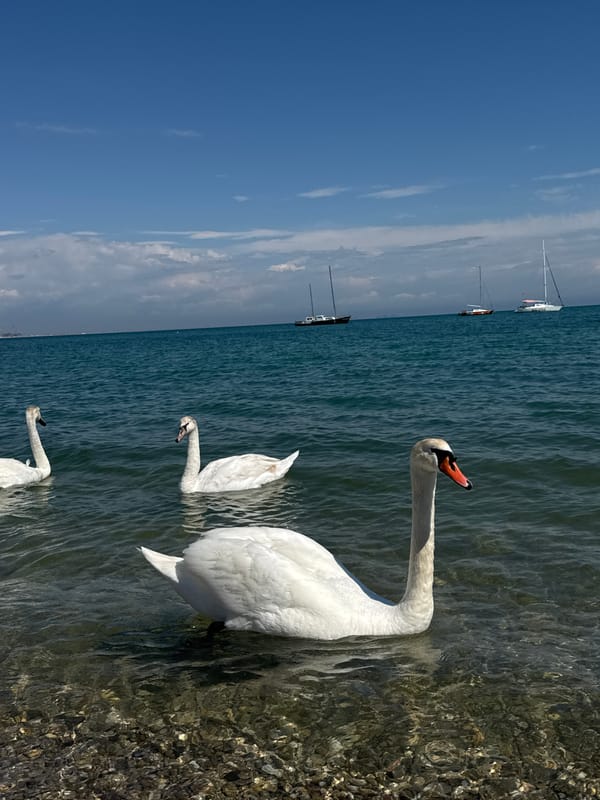 Woman photographs swans, poses at Yevpatoriya coastline