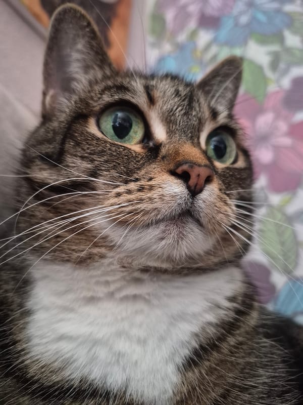 Green-eyed tabby cat photographed up close in Chaikovsky