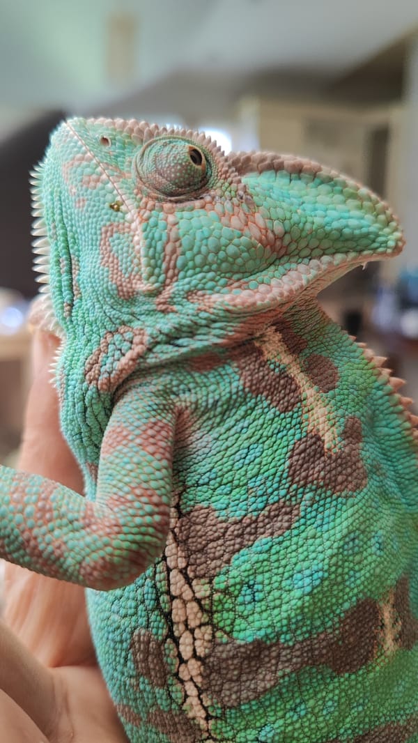 Veiled chameleon posed across several setups in Sochi