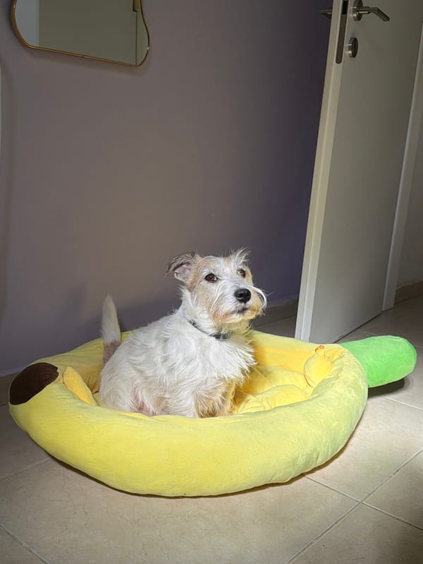 Man spends morning with pets in Tel-Aviv apartment