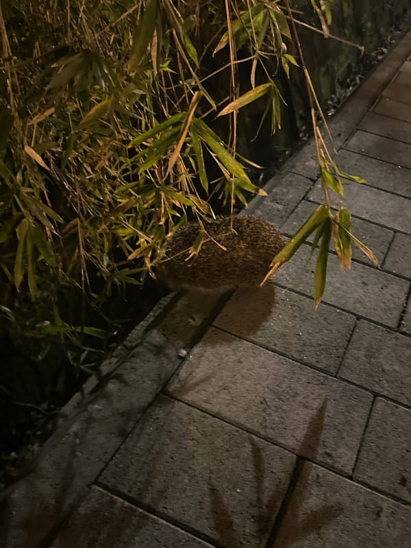 Hedgehog spotted foraging on stone path in Sochi