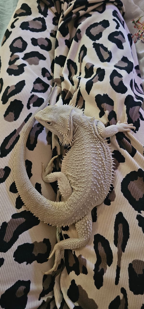 Bearded dragon spotted multiple times in Moscow indoor setting
