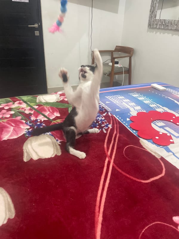 Playful kitten enjoys toy time on bedroom blanket in Denpasar