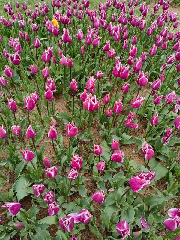 Early morning garden tour documented across Sarıyer, Turkey