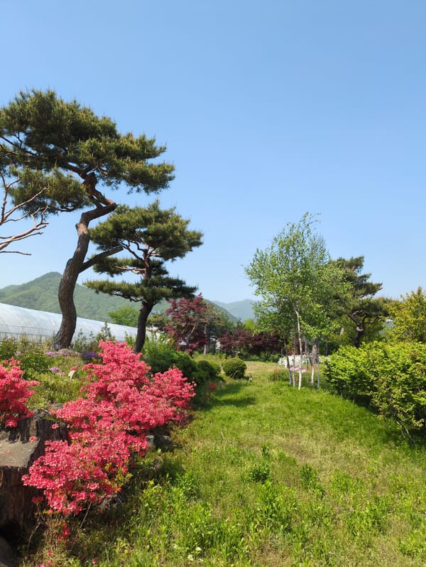 Rural South Korean village life documented in morning walkthrough