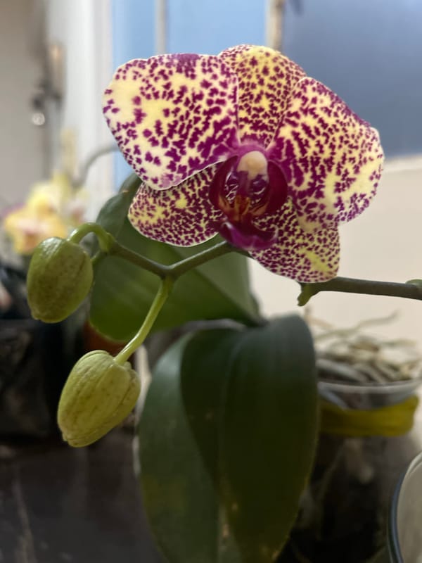 Purple-spotted moth orchid photographed with unopened green buds