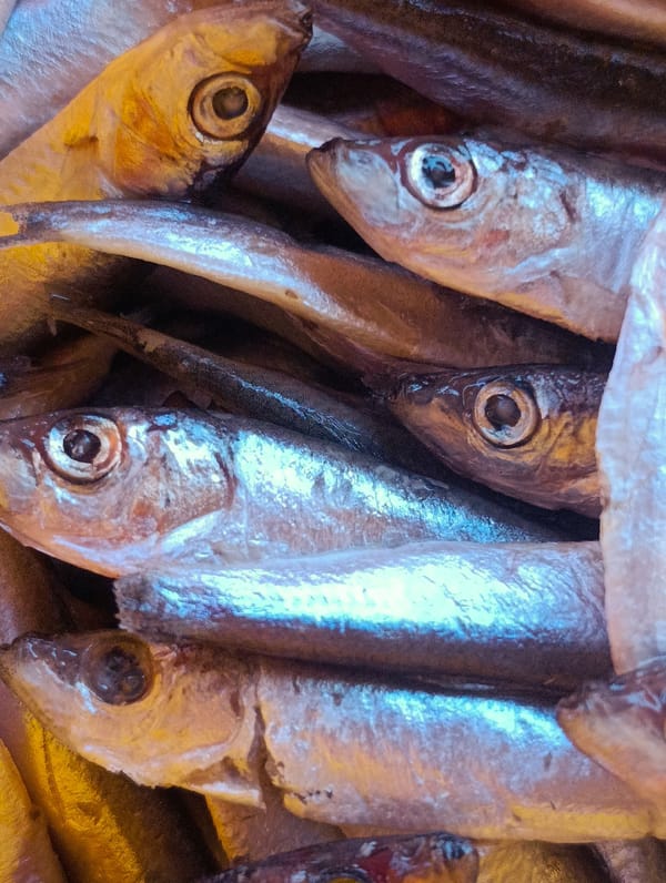 Daily life moments captured across Shiroko pole, Bulgaria