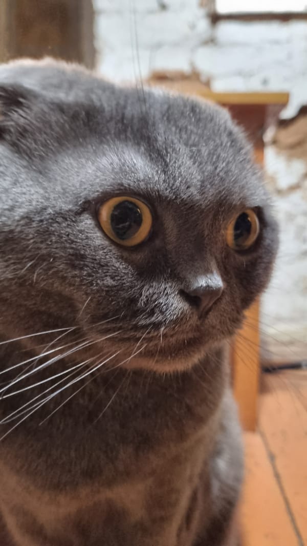 Grey Scottish Fold cat, many angles, Vysokoe home