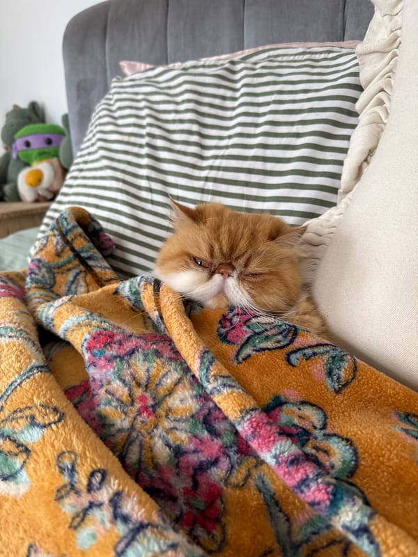 Persian cat rests on colorful bedding in Los Angeles