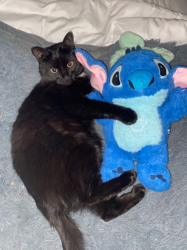 Black cat photographed resting with blonde woman during nighttime