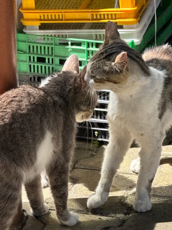 Garden morning with cats, kittens, and fresh vegetables