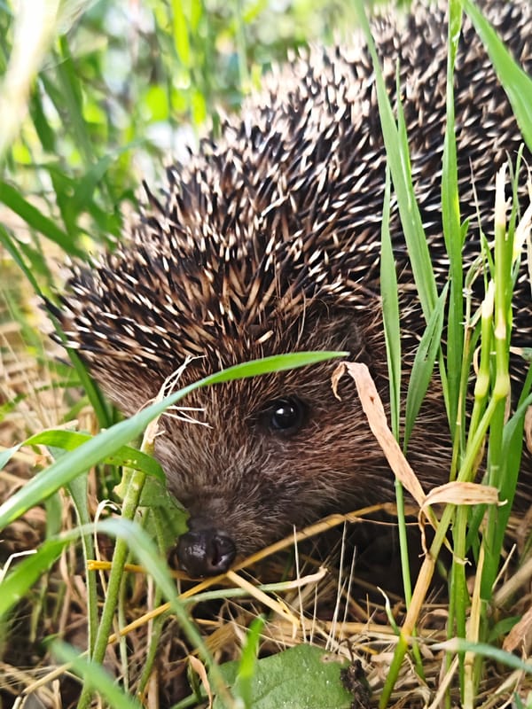 Hedgehog spotted foraging in Sevastopol grassland