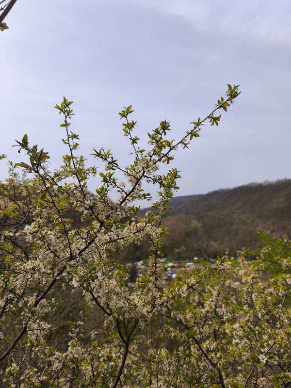 Spring blossoms captured in Bulgarian village of Kanits