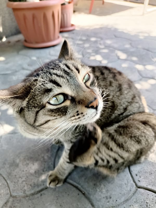 Cats lounging outdoors in Almaty, with a tattoo close-up