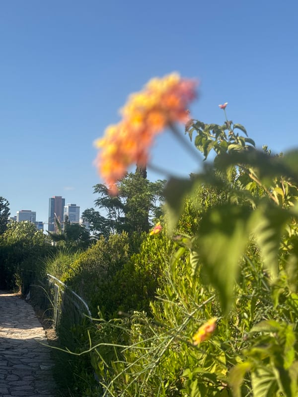 Afternoon stroll documented through Ramat Gan park and gardens