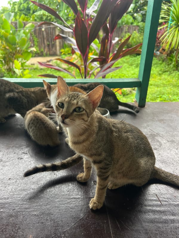 Feeding time for a group of cats on a General Luna porch