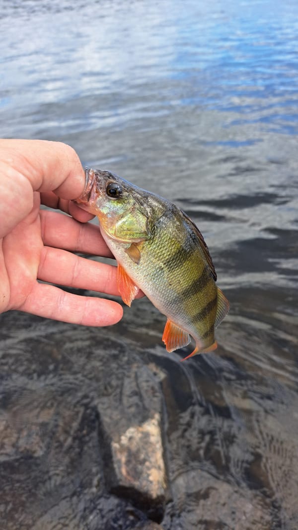 Fishing and exploring the rural outskirts of Marcinowice