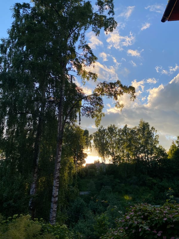 Dacha evening in Voeikovo: food, a poodle, and forest light