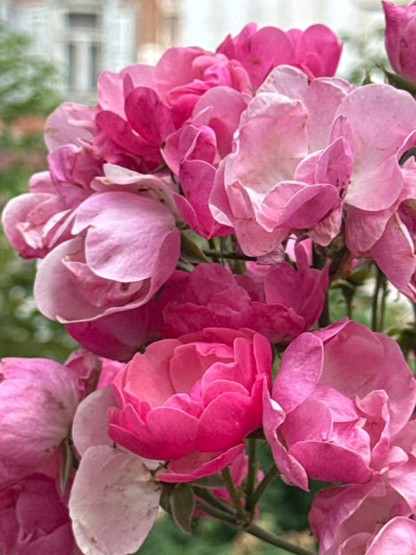 Dog walks, raspberries, and roses on a cloudy day in Engels
