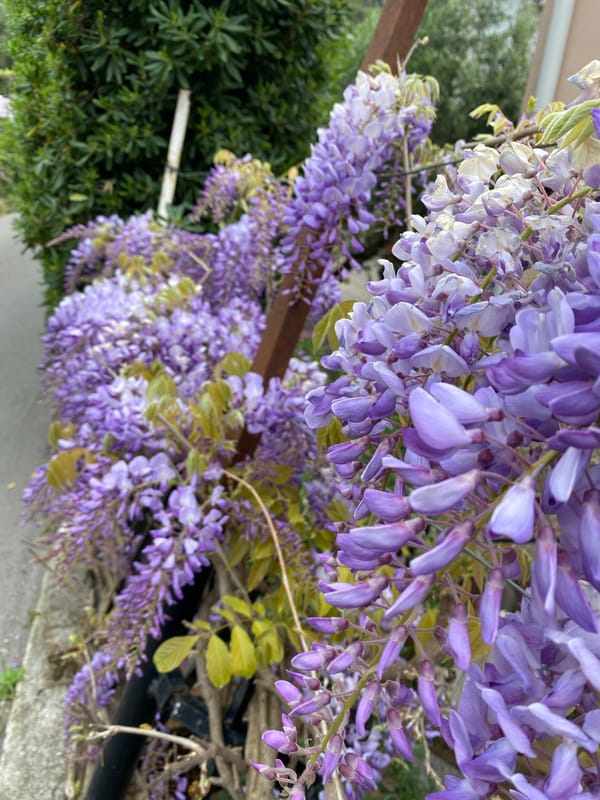 Spring morning botanical walk captured in Budva, Montenegro