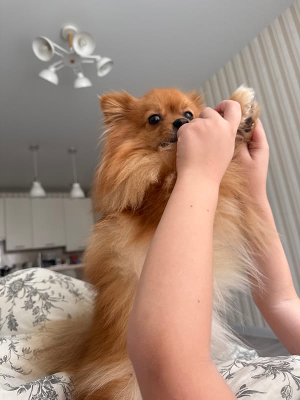 Child and adult interact with dogs in Sirius home