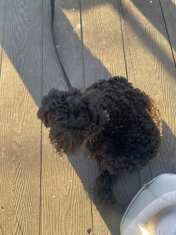 Dog and cat rest together on wooden deck