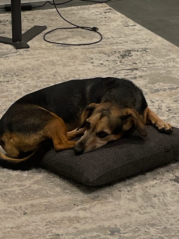 Dog napping curled up on a gray pet bed