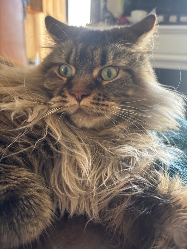 Long-haired tabby cat relaxing near windows, multiple angles