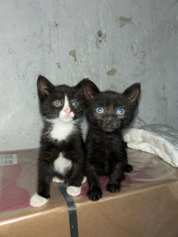 Seafood dinner and kittens documented in unknown location